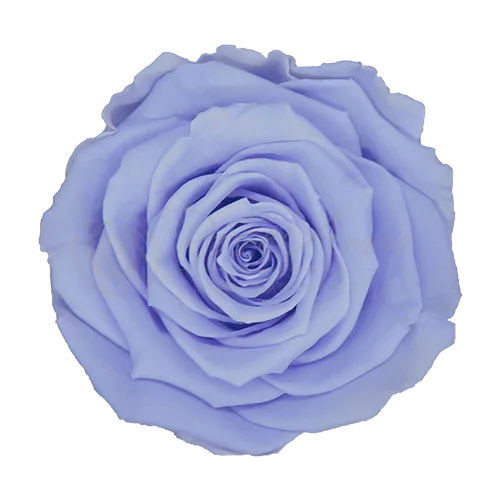 XL Preserved Roses Solid Colors - Pack of 6