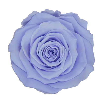 XL Preserved Roses Solid Colors - Pack of 6 - BMade
