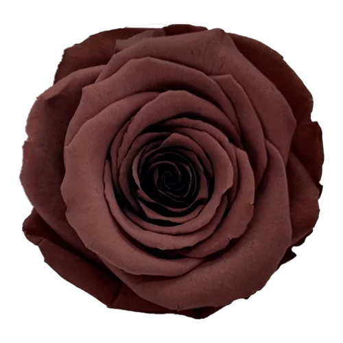 LL+ Preserved Roses Solid Colors - Pack of 6