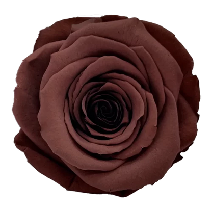 XL Preserved Roses Solid Colors - Pack of 6 - BMade