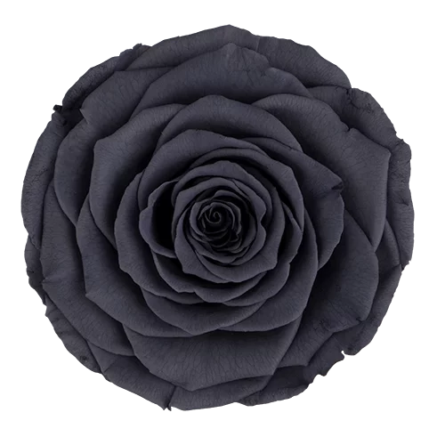 XL Preserved Roses Solid Colors - Pack of 6 - BMade