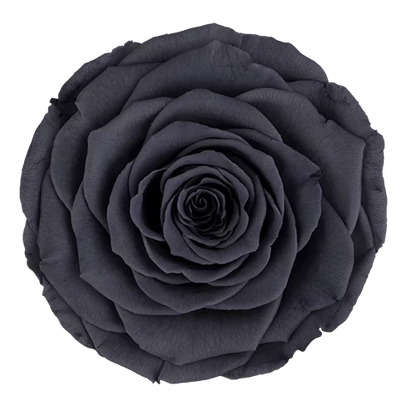 XL Preserved Roses Solid Colors - Pack of 6 - BMade