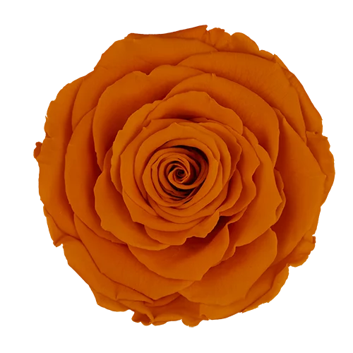 LL+ Preserved Roses Solid Colors - Pack of 6 - BMade