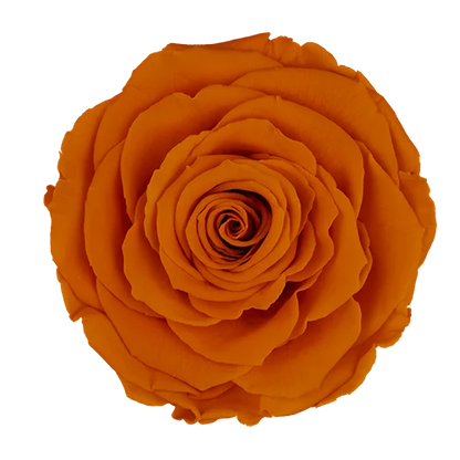 XL Preserved Roses Solid Colors - Pack of 6 - BMade
