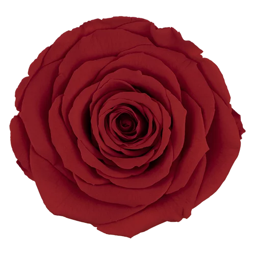 XL Preserved Roses Solid Colors - Pack of 6