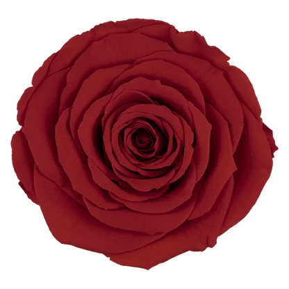 XL Preserved Roses Solid Colors - Pack of 6 - BMade