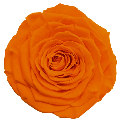 LL+ Preserved Roses Solid Colors - Pack of 6 - BMade