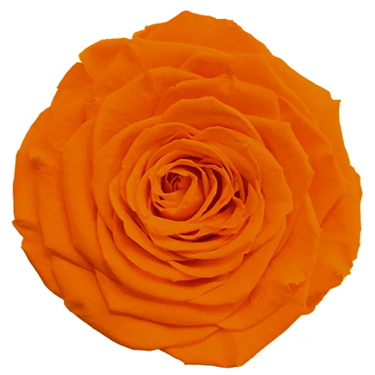 XL Preserved Roses Solid Colors - Pack of 6 - BMade