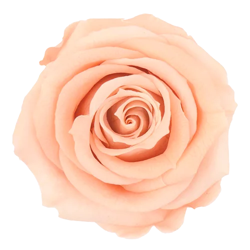 XL Preserved Roses Solid Colors - Pack of 6