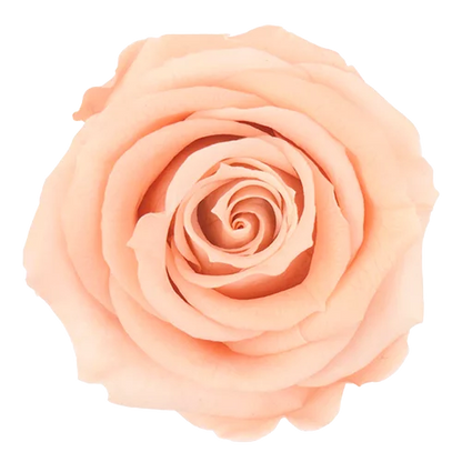 XL Preserved Roses Solid Colors - Pack of 6 - BMade