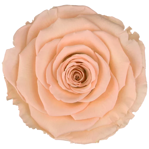 XL Preserved Roses Solid Colors - Pack of 6