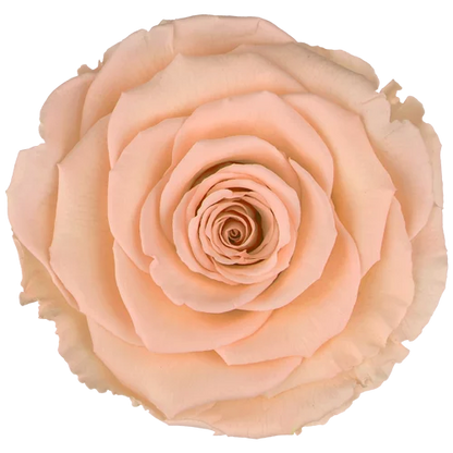 XL Preserved Roses Solid Colors - Pack of 6 - BMade