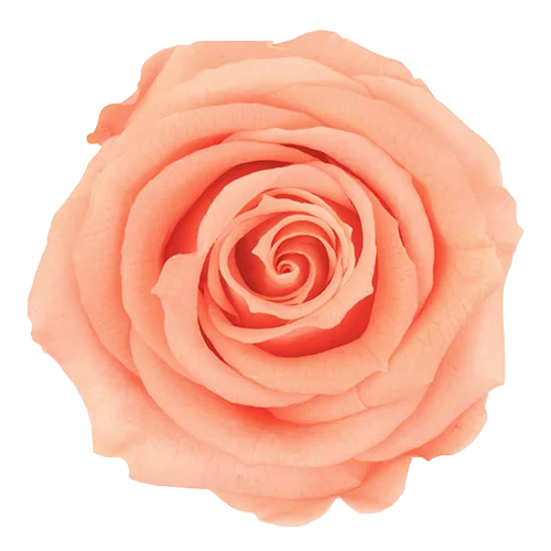 BELLA Preserved Roses Solid Colors - Pack 4