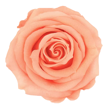 XL Preserved Roses Solid Colors - Pack of 6 - BMade