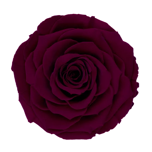 BELLA Preserved Roses Solid Colors - Pack 4