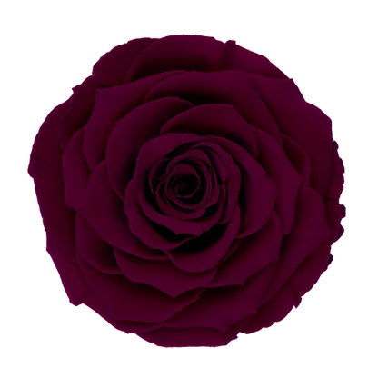 XL Preserved Roses Solid Colors - Pack of 6 - BMade