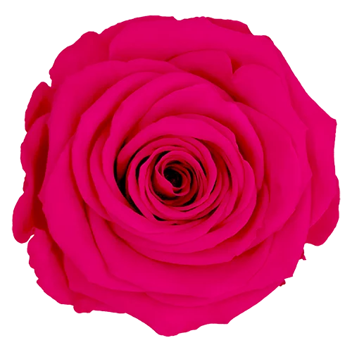 XL Preserved Roses Solid Colors PINK 03 - Pack of 6 - Stock