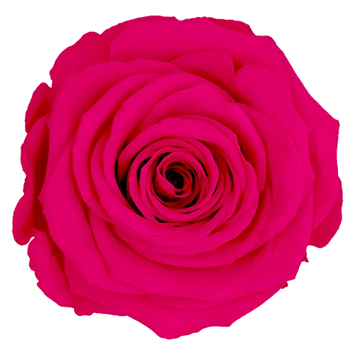 BELLA Preserved Roses Solid Colors - Pack 4