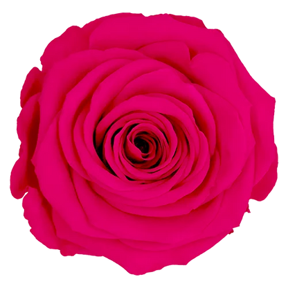XL Preserved Roses Solid Colors - Pack of 6 - BMade