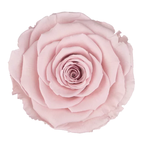 LL+ Preserved Roses Solid Colors - Pack of 6