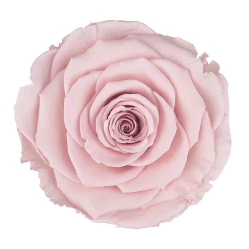 XL Preserved Roses Solid Colors PINK 04 - Pack of 6 - Stock