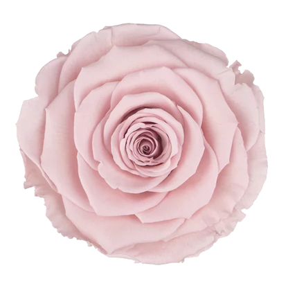 XL Preserved Roses Solid Colors - Pack of 6 - BMade