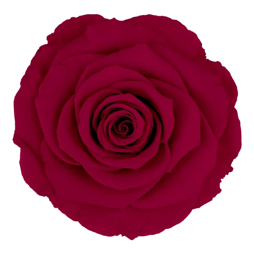 XL Preserved Roses Solid Colors - Pack of 6