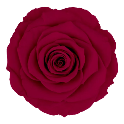XL Preserved Roses Solid Colors - Pack of 6 - BMade