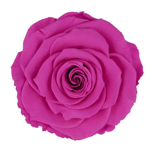 BELLA Preserved Roses Solid Colors - Pack 4