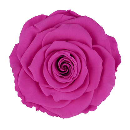 XL Preserved Roses Solid Colors - Pack of 6 - BMade