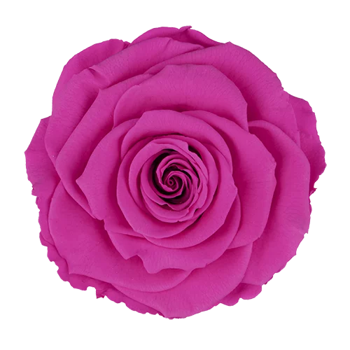 LL+ Preserved Roses Solid Colors PINK 07 - Pack of 6 - Stock