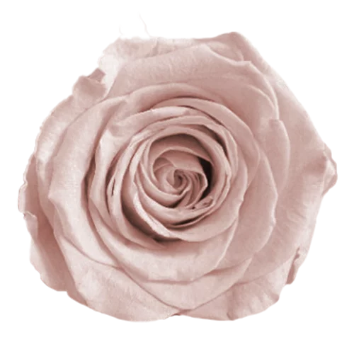 BELLA Preserved Roses Solid Colors - Pack 4