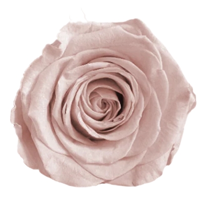 XL Preserved Roses Solid Colors - Pack of 6 - BMade
