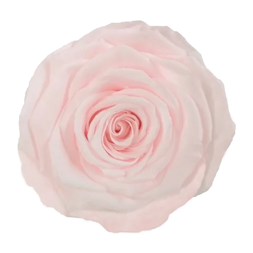BELLA Preserved Roses Solid Colors - Pack 4 - BMade
