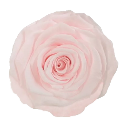 XL Preserved Roses Solid Colors - Pack of 6 - BMade