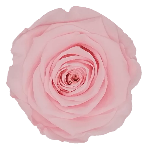 XL Preserved Roses Solid Colors - Pack of 6