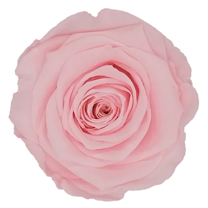 XL Preserved Roses Solid Colors - Pack of 6 - BMade