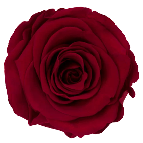 XL Preserved Roses Solid Colors - Pack of 6