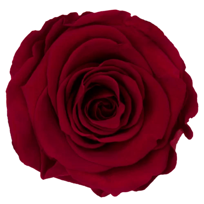 XL Preserved Roses Solid Colors - Pack of 6 - BMade