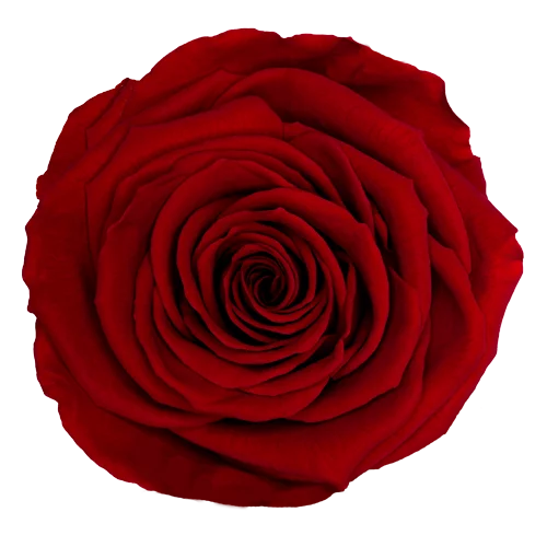 GB10 - BONITA - Available in all of our color range
