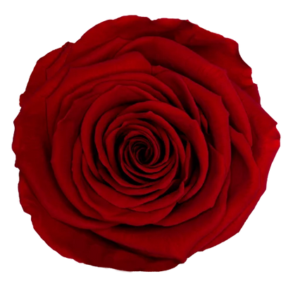 XL Preserved Roses Solid Colors - Pack of 6 - BMade