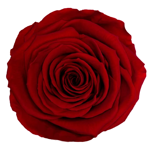 XL Preserved Roses Solid Colors RED 02 - Pack of 6 - Stock