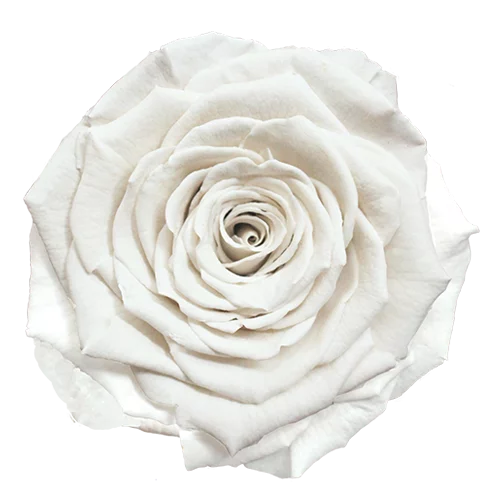 XL Preserved Roses Solid Colors WHITE 01 - Pack of 6 - Stock