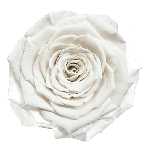 XL Preserved Roses Solid Colors - Pack of 6