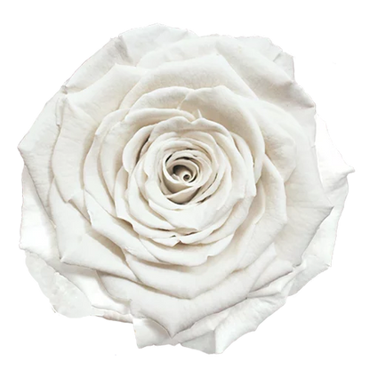 XL Preserved Roses Solid Colors - Pack of 6 - BMade