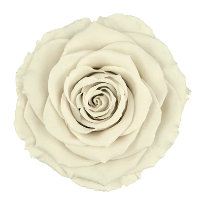 XL Preserved Roses Solid Colors - Pack of 6 - BMade