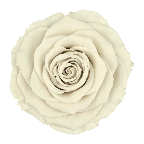 XL Preserved Roses Solid Colors WHITE 04 - Pack of 6 - Stock