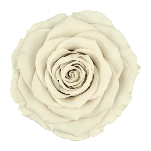 Solid White Preserved Roses - 6 Pack | WHITE 04, Size XL, Ideal for Floral Arrangements, Gifts & Special Occasion Stock