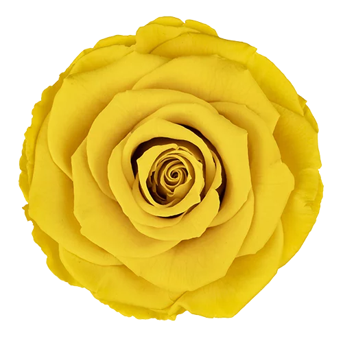 XL Preserved Roses Solid Colors - Pack of 6 - BMade