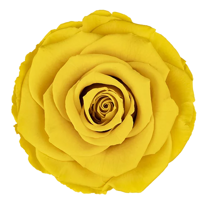 XL Preserved Roses Solid Colors - Pack of 6 - BMade